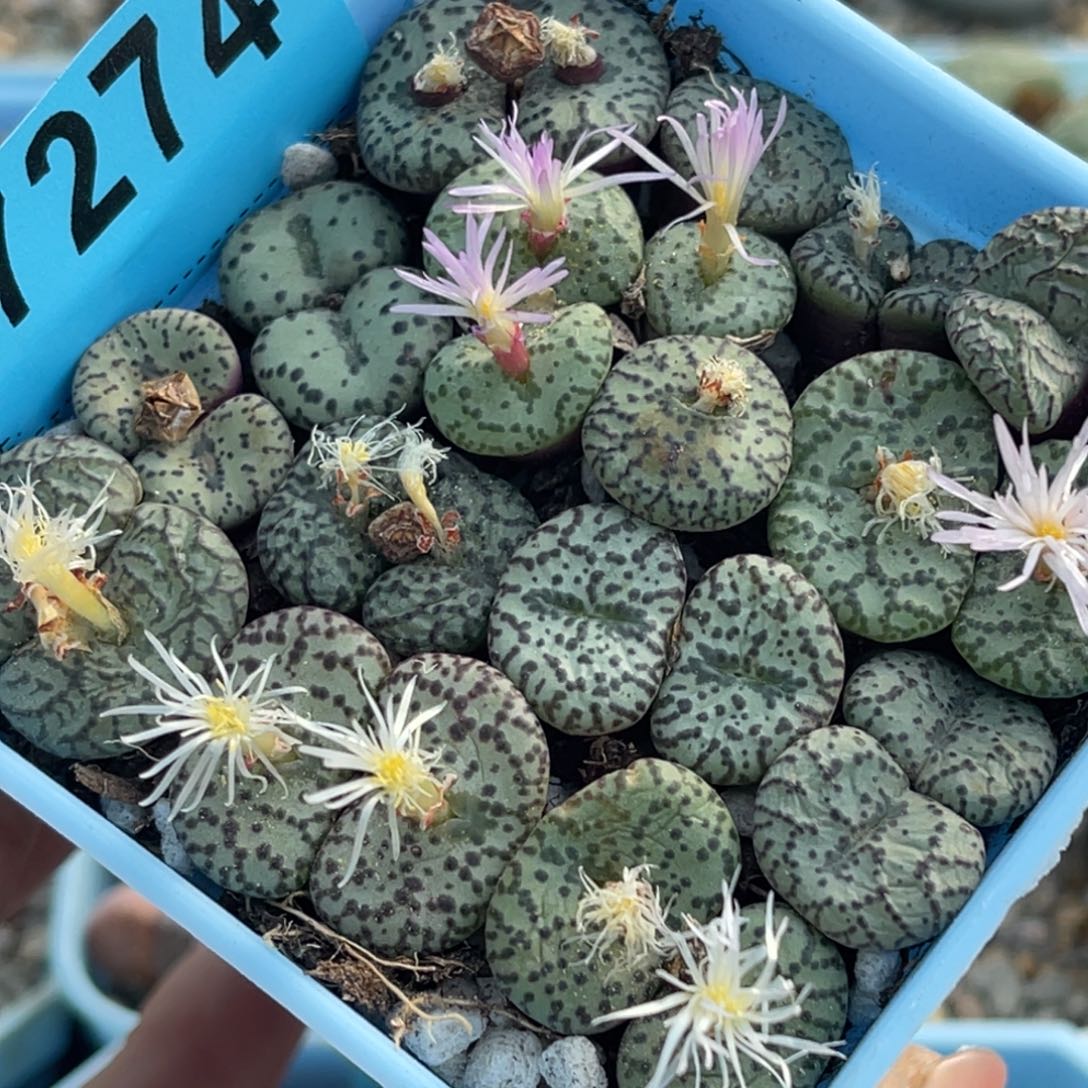 7274安贞混合一盒。 