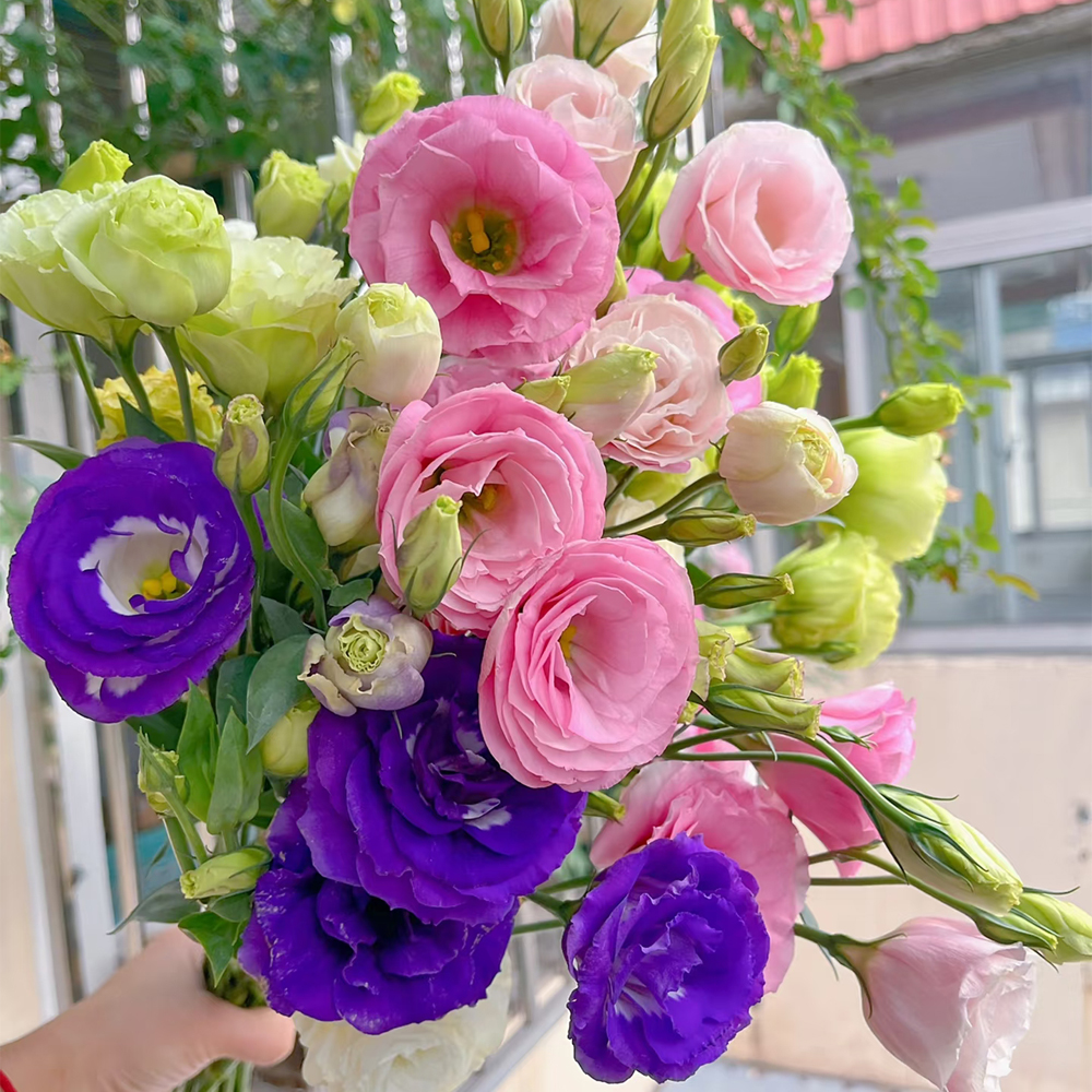 【混色洋桔梗】桔梗新鲜鲜花花束云南鲜花基地直发适合客厅装饰