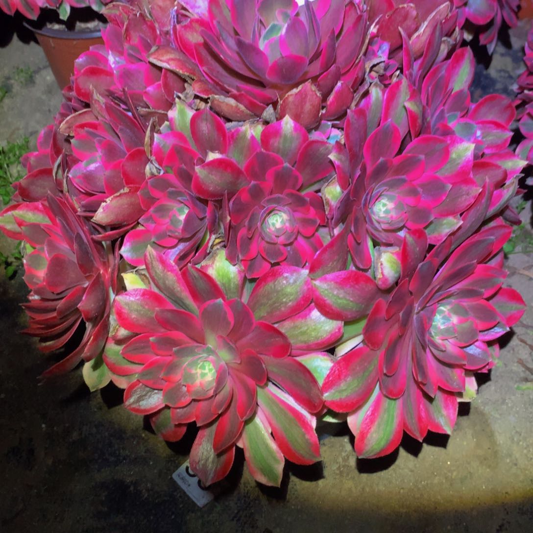 用****7法师多肉植物861