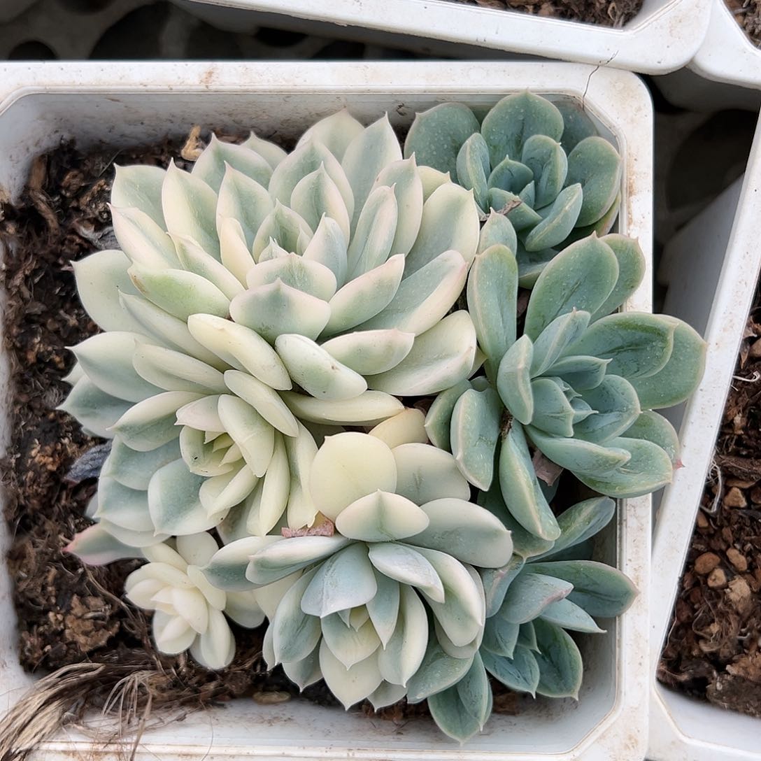 月亮仙子锦底座，介意慎拍