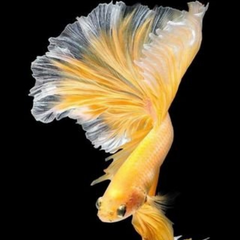 B14（313-336）泰国斗鱼精品鱼小型热带观赏鱼【直播间选鱼】