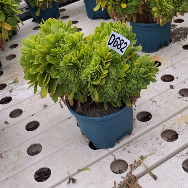 绿杨蓉7–14包邮法师