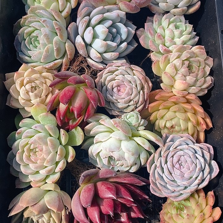 33 多肉植物盆栽花卉植物