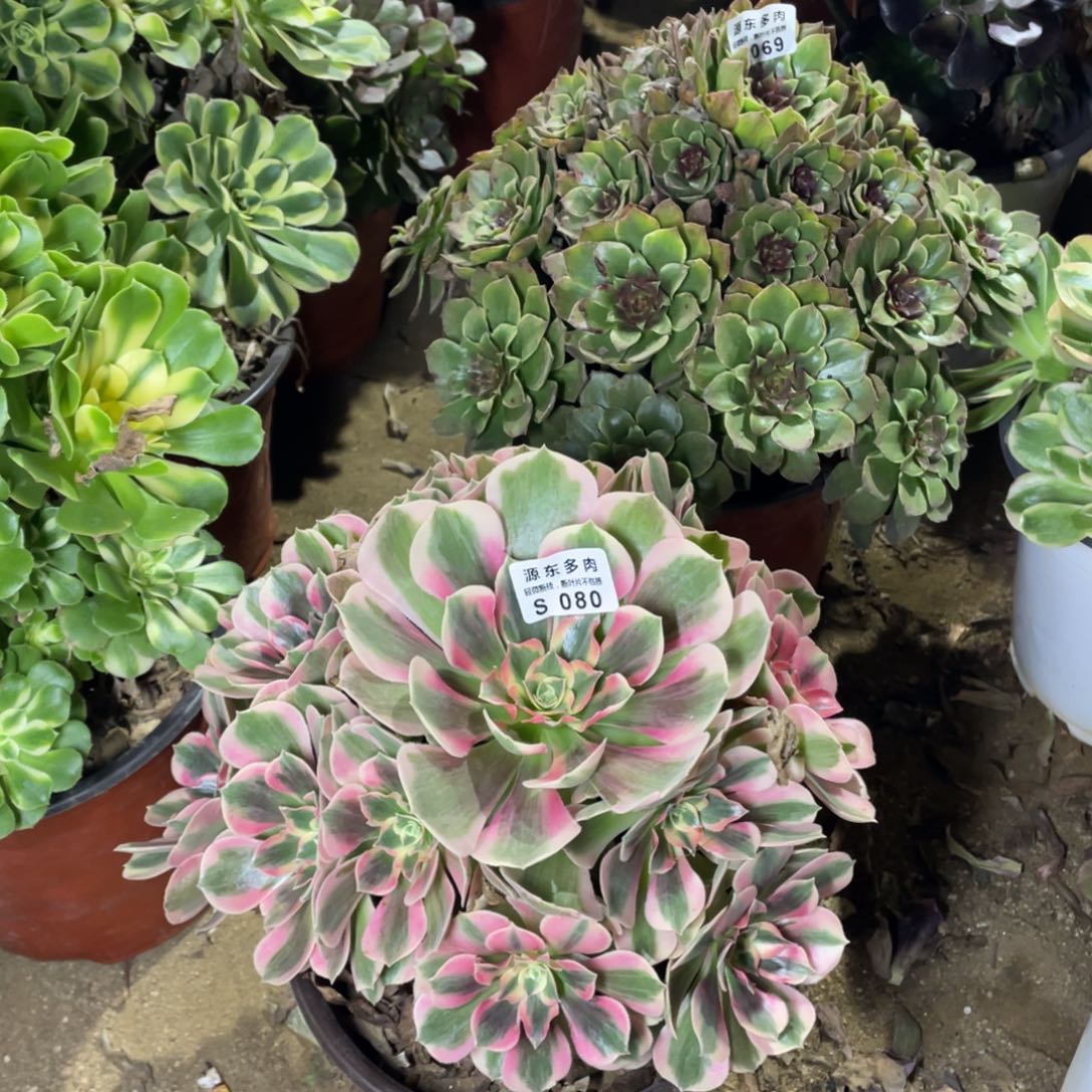 080粉女巫多肉法师断枝不包