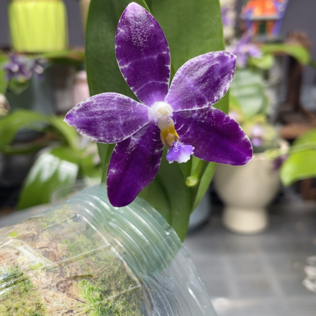 完全开放YW08，2.5杯开花株