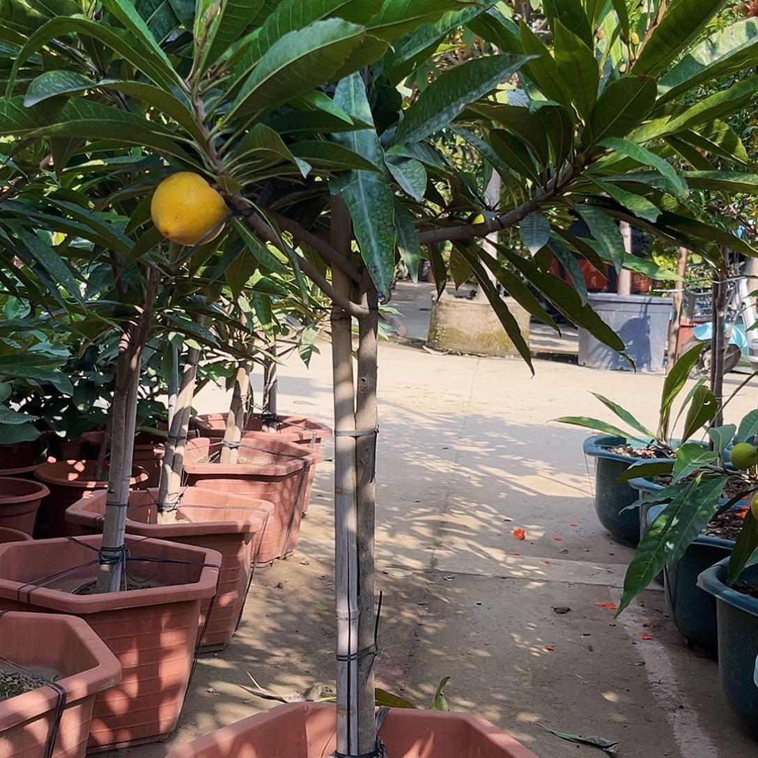时***哥无花朵寿桃果55555555555555