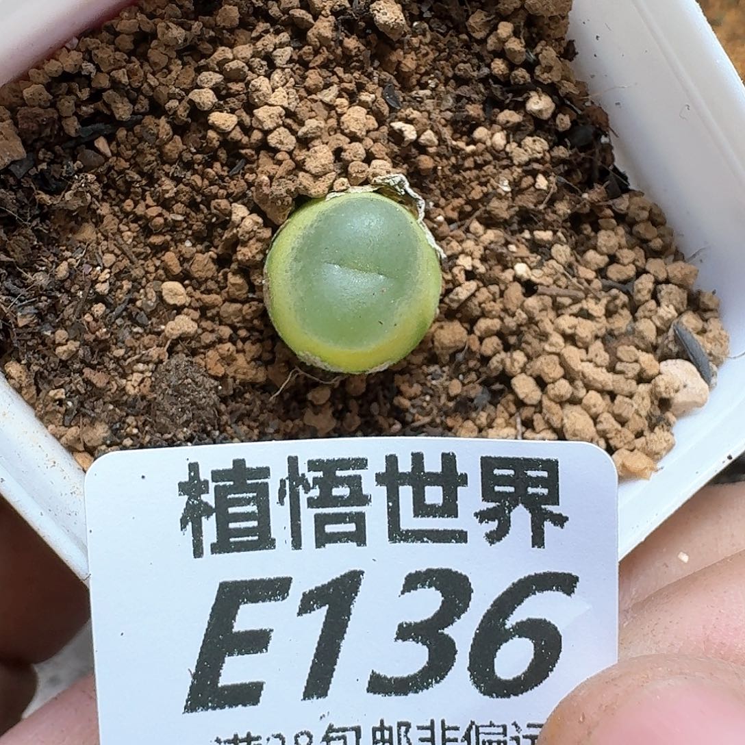 多肉植物的人生fhnn