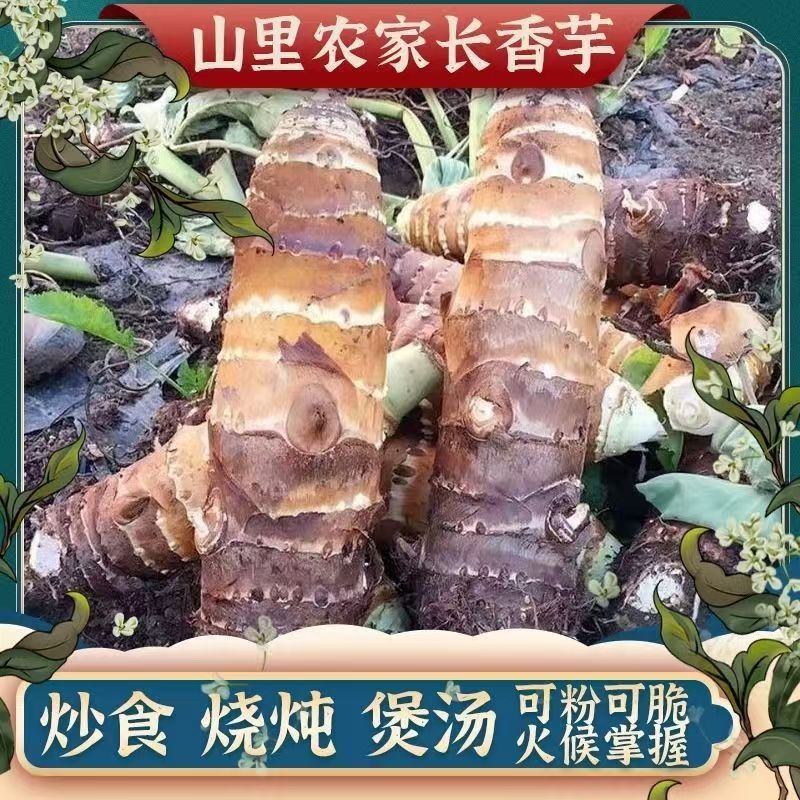 山东香芋（沂蒙山麦饭石沙地）新鲜现挖软糯香4.7斤左右 