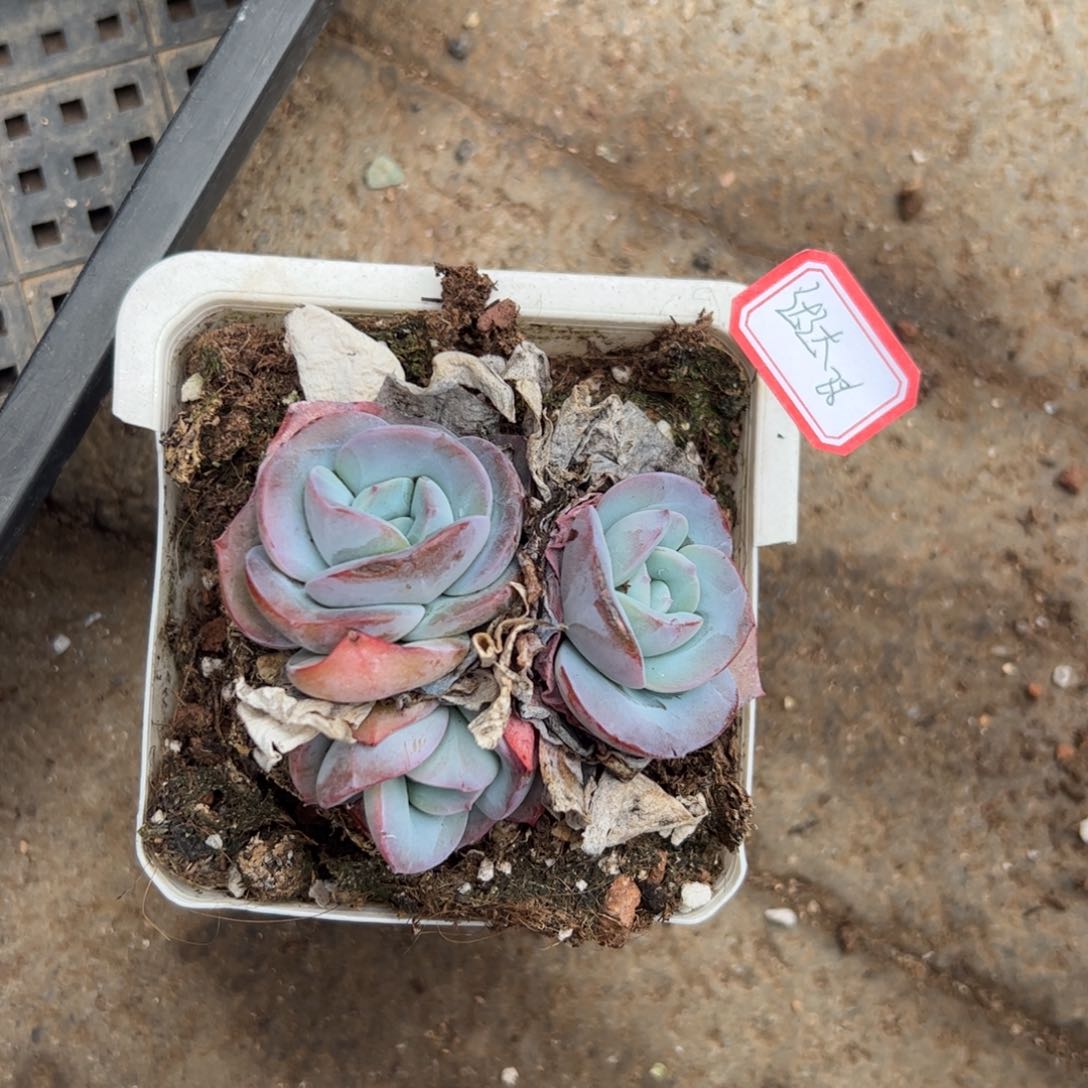 多肉植物多肉植物纤维