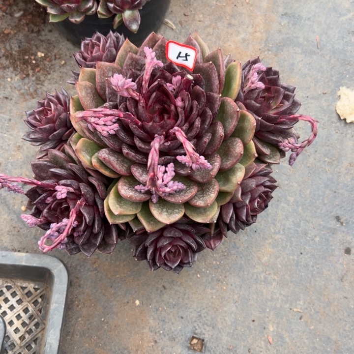 陌***歌精品多肉植物老桩杂交系列玫瑰金