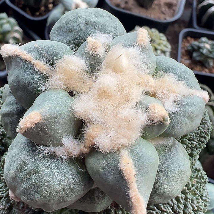 蛋怒落地有根皮色白