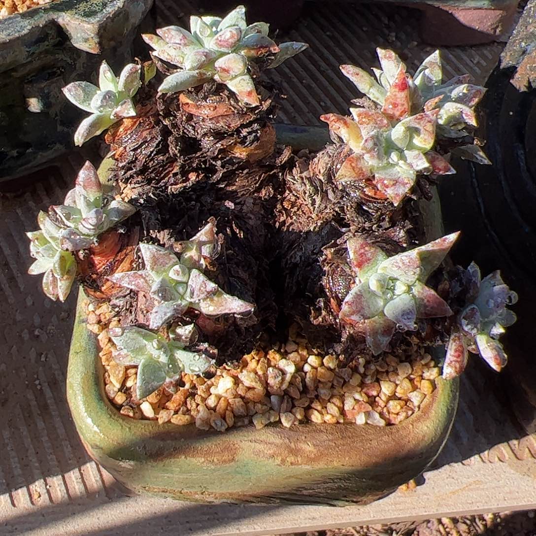 4390白菊杂交老桩仙女杯