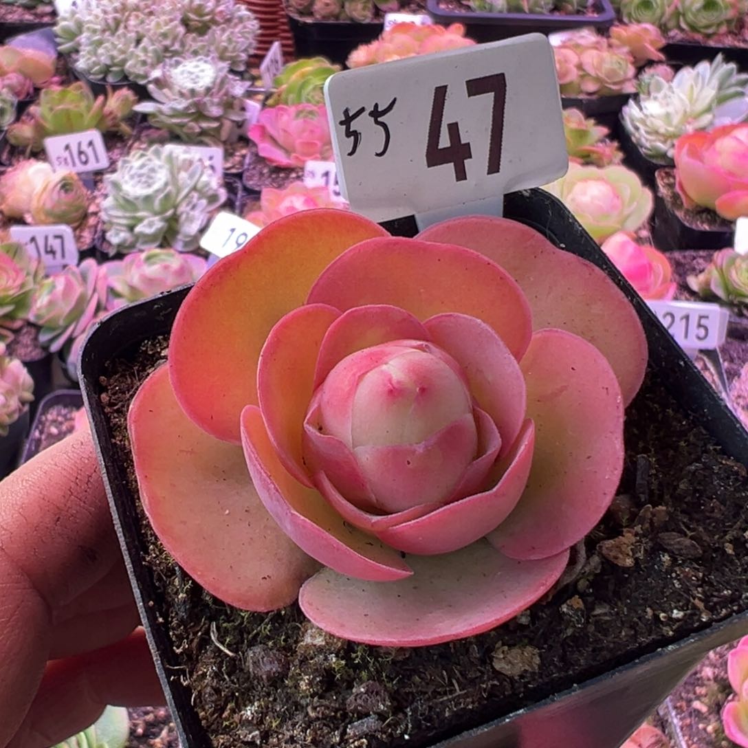 红唇47山地玫瑰多肉