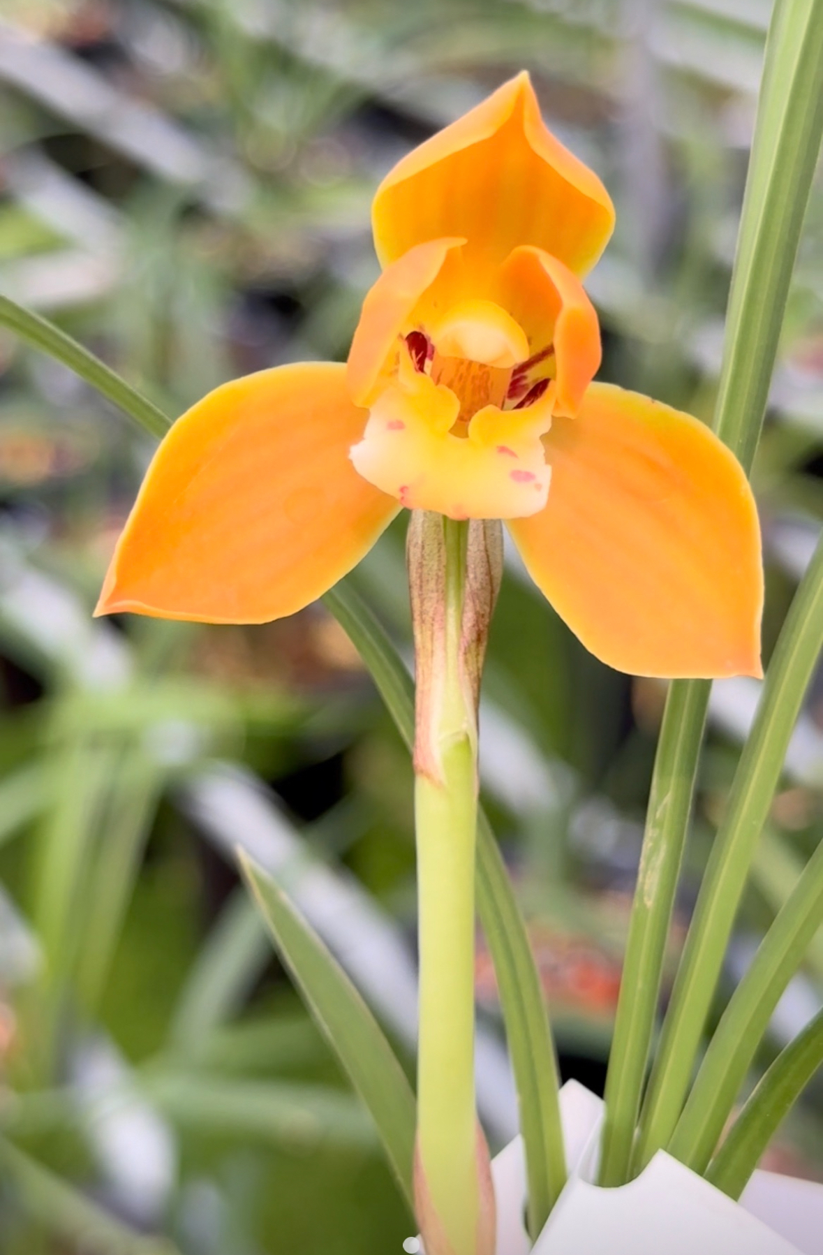 【一物一拍】直播脱盆裸根发货精品兰花室内花卉铭品