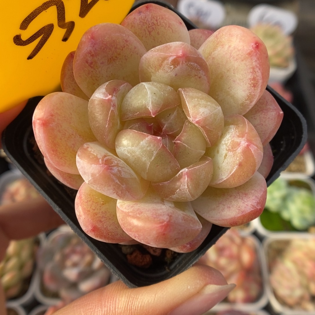 白雪珍妮可拍5326号