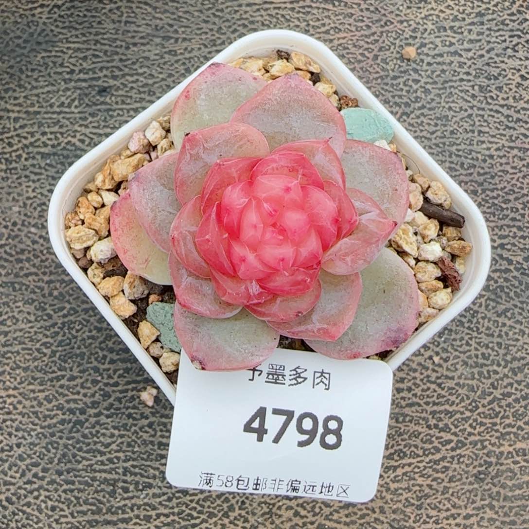 孤品珍妮，4798多肉植物