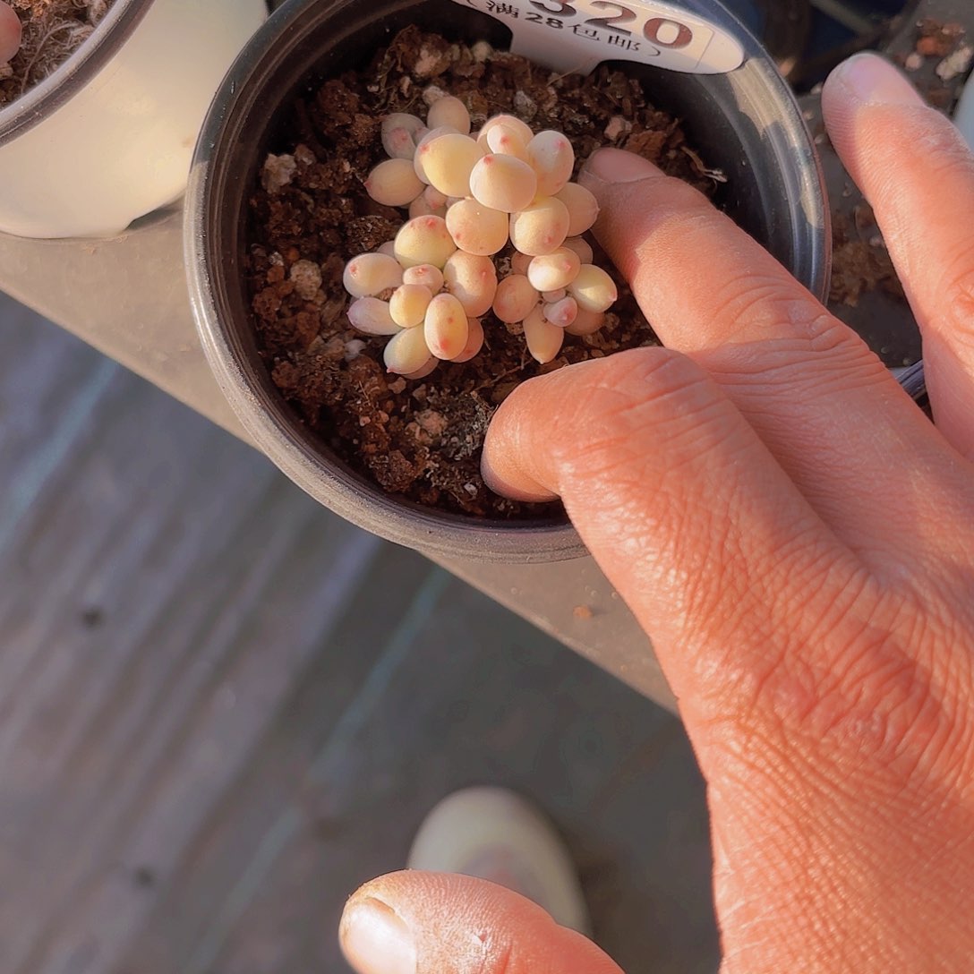 B320萤火虫一物一拍