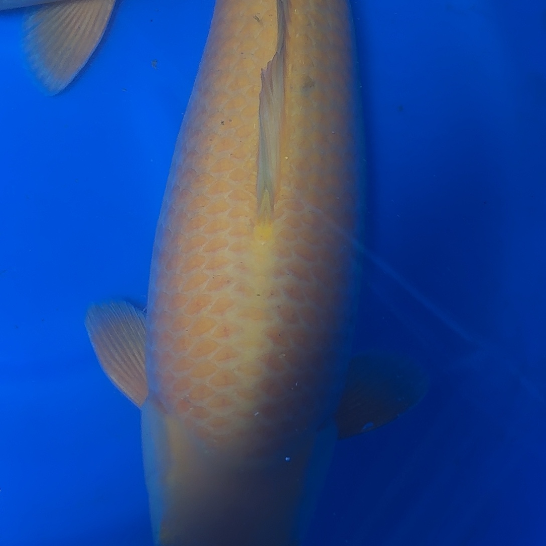 锦鲤爱屋杀手介子