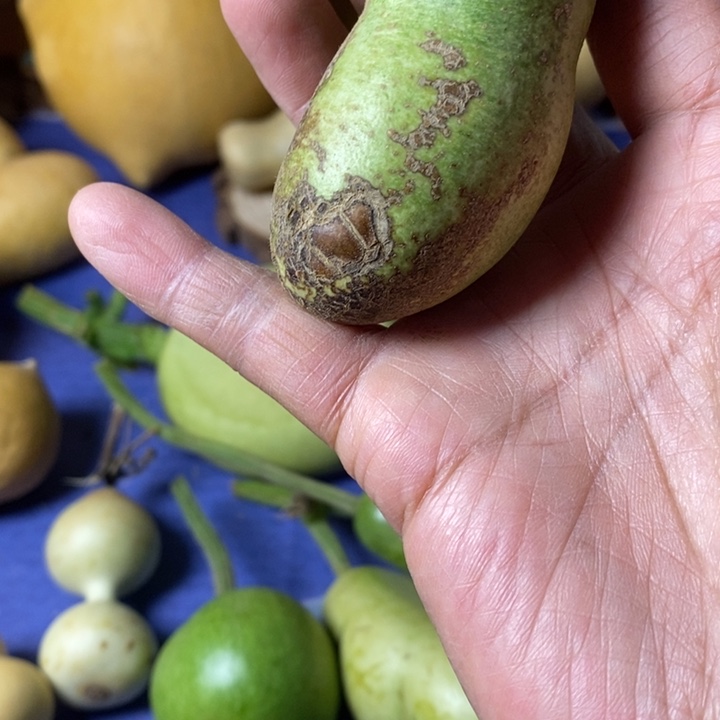 鱿***赋青皮葫芦手把件摆件