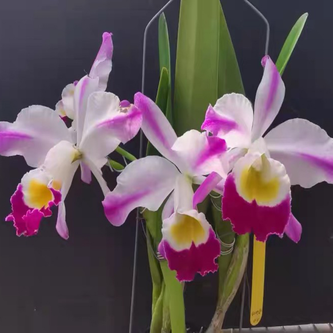 爱多拉多C.eldorado fma.flamea'Fairy'SBM/JOGA'仙女座'净成株苗