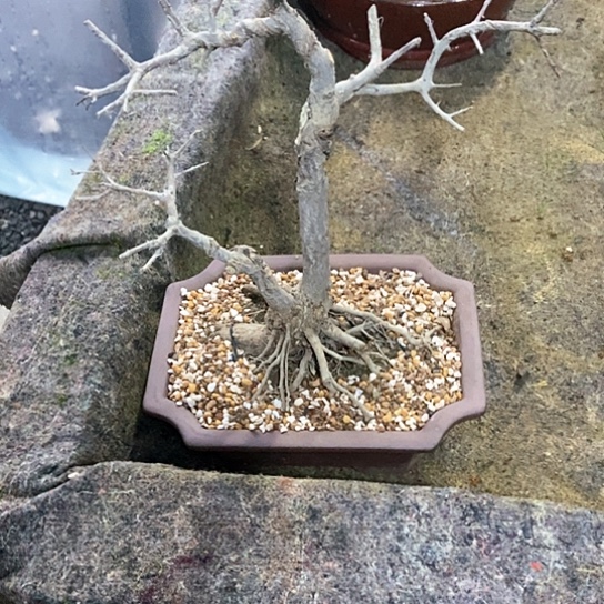 少量花朵（建议范围：2朵-5朵 或40%以下）浮*