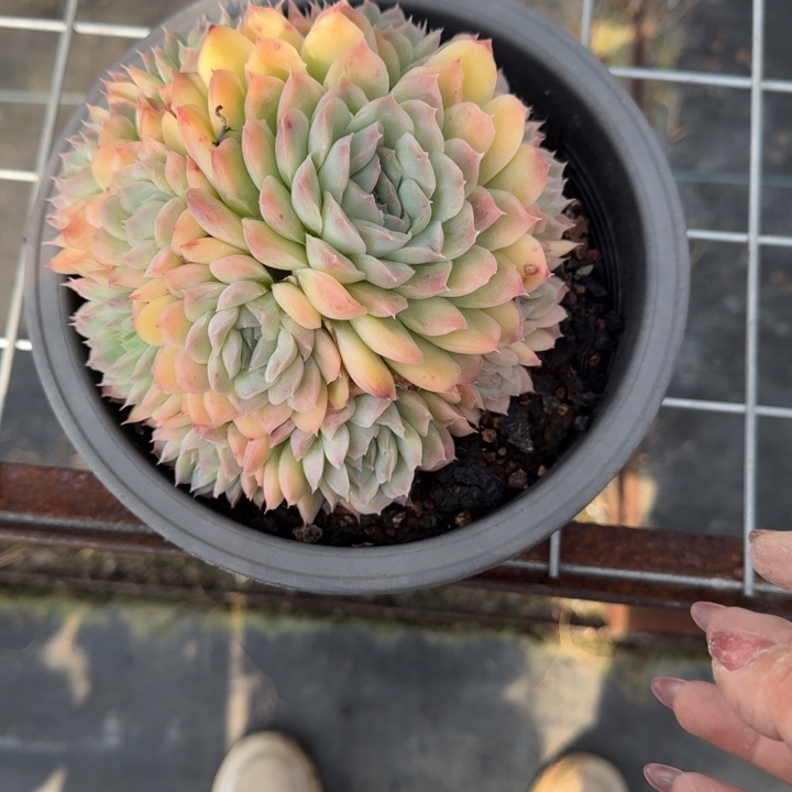 不知名多肉植物绿植