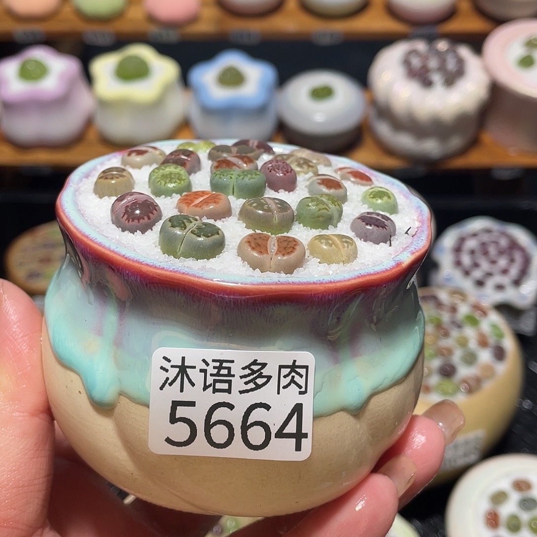 带盆土植物 一物一拍5664