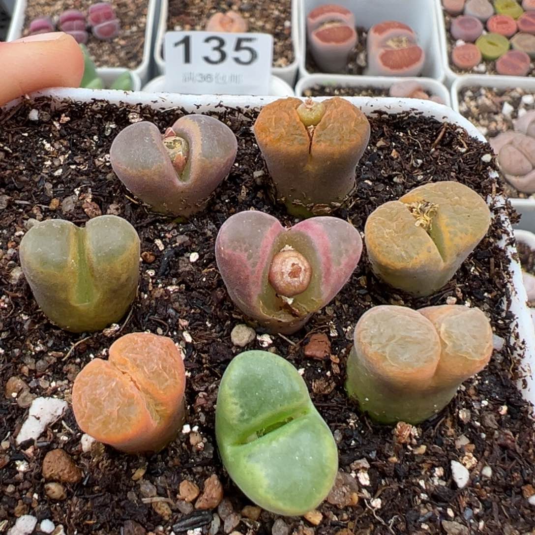 1.22好看的多肉144