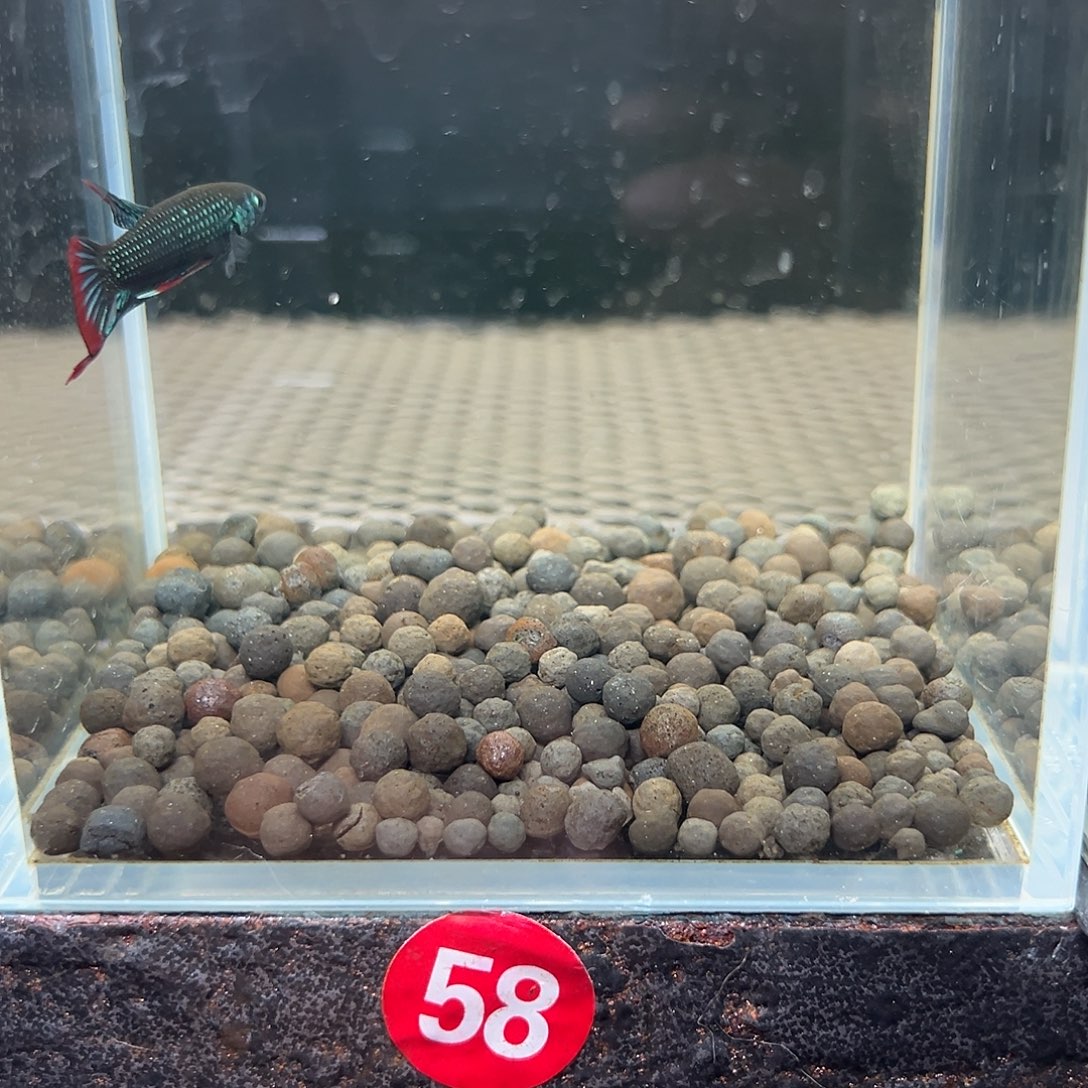 海水鱼泰国斗鱼原斗13