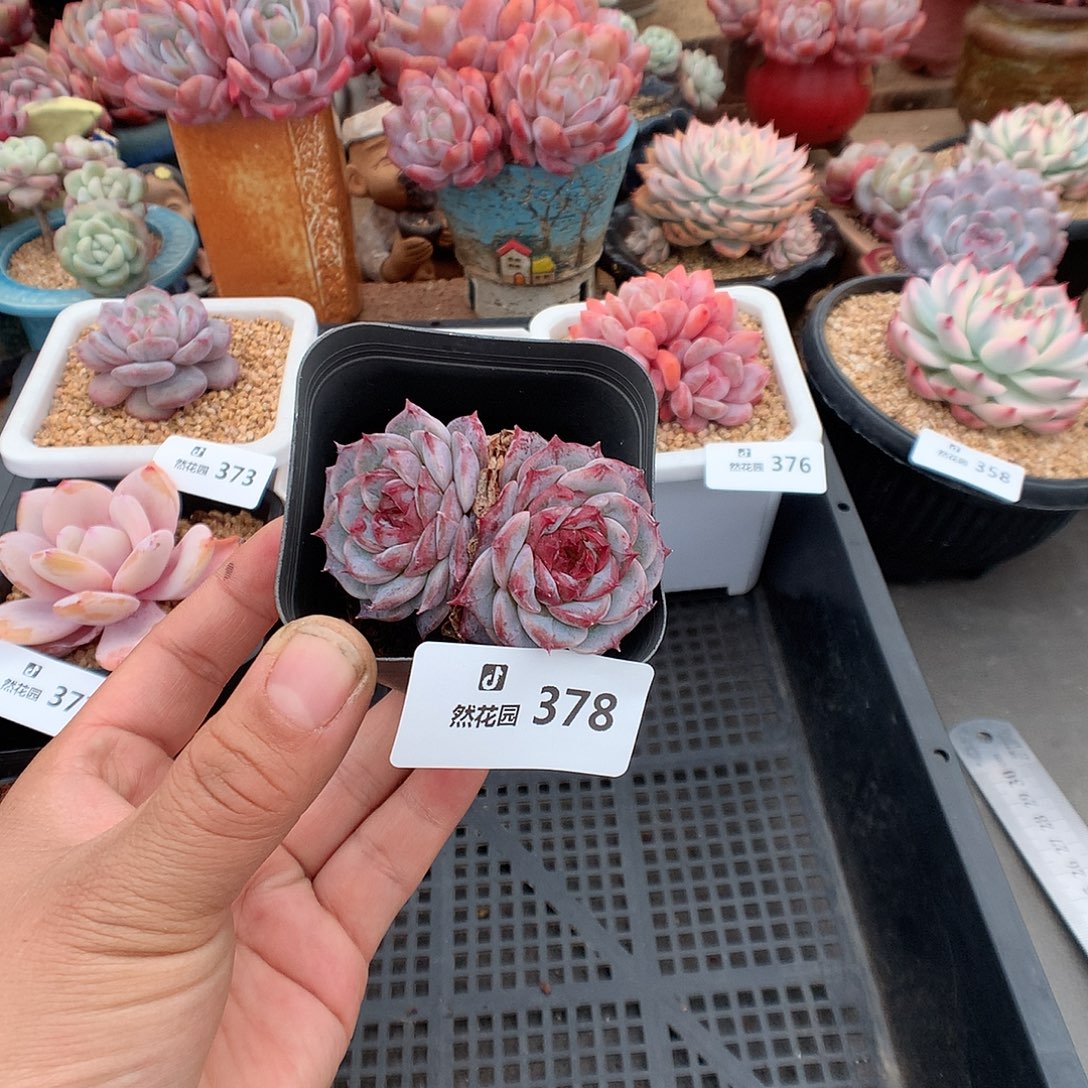 378天鹅绒多肉植物一物一拍