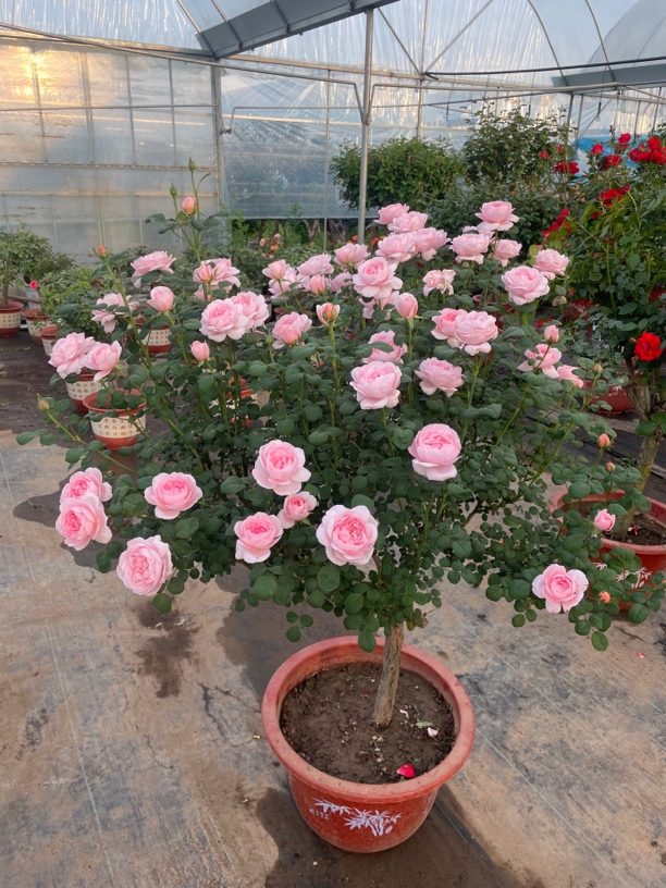 多季节循环开花、耐寒耐高温.南北方都可种植