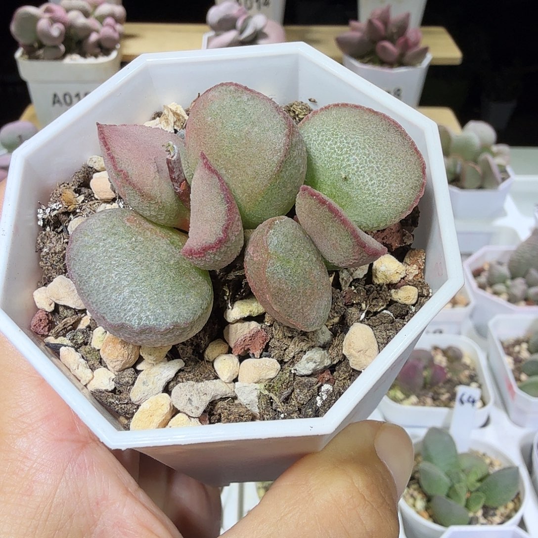 妖姬水泡多肉植物