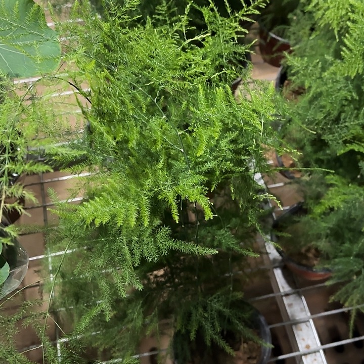 全部花苞文竹1盆啊