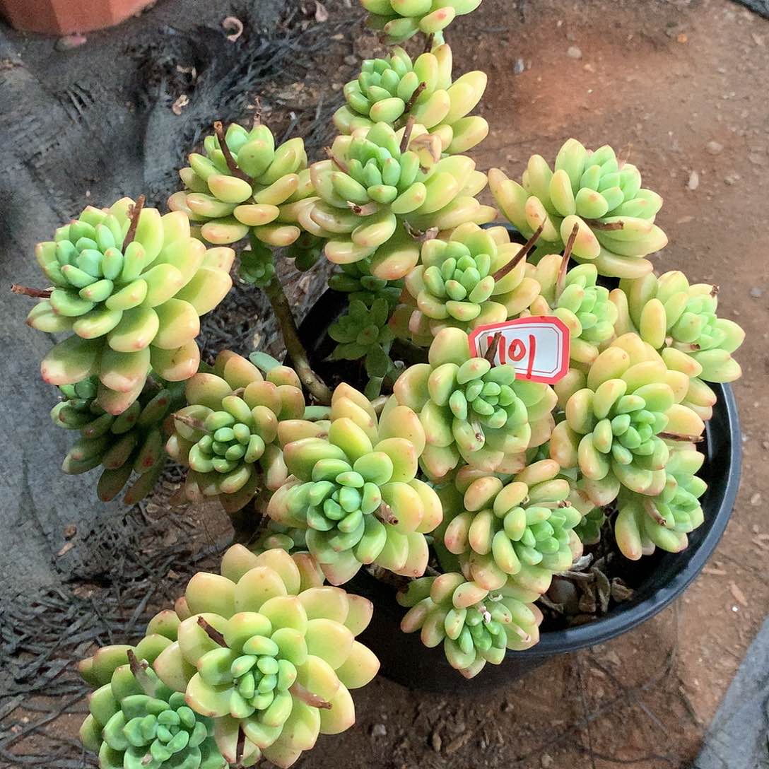 香格里拉1101晓晓一物一拍