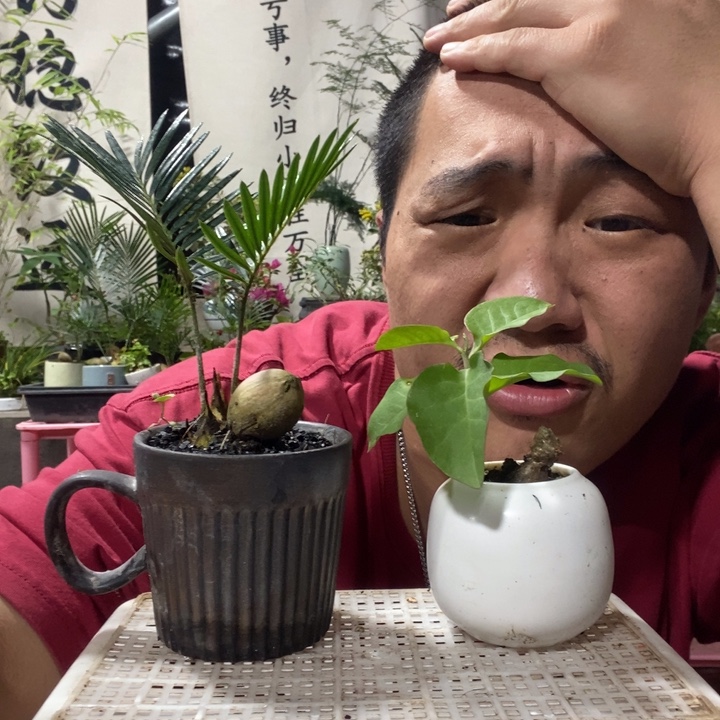 以实际为准盆景盆栽绿植128