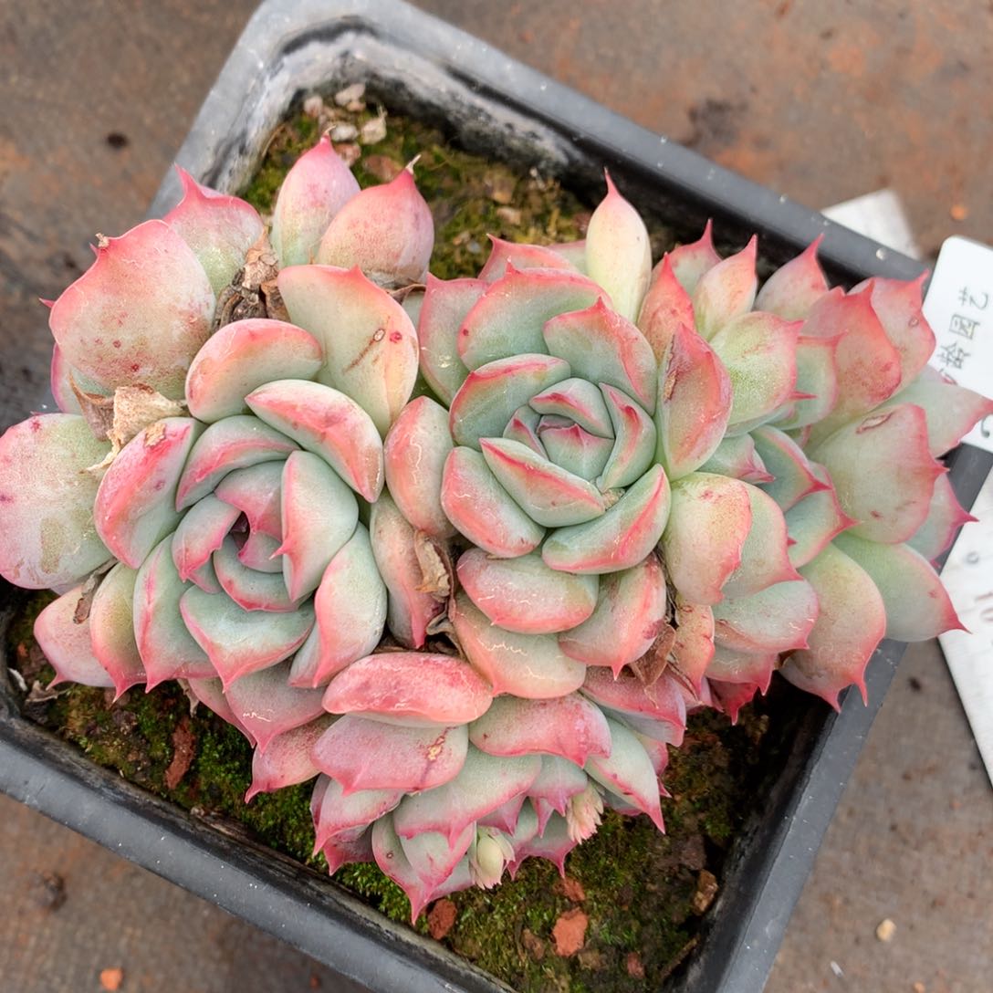 3349杂交多肉老桩