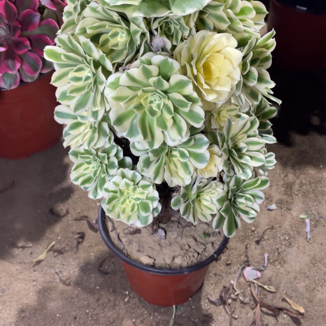 164迈巴赫多肉法师断枝不包