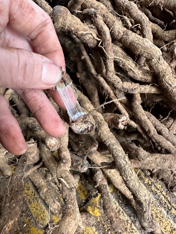 杜仲根 红杜仲根部 广西本地整颗发货500克一份