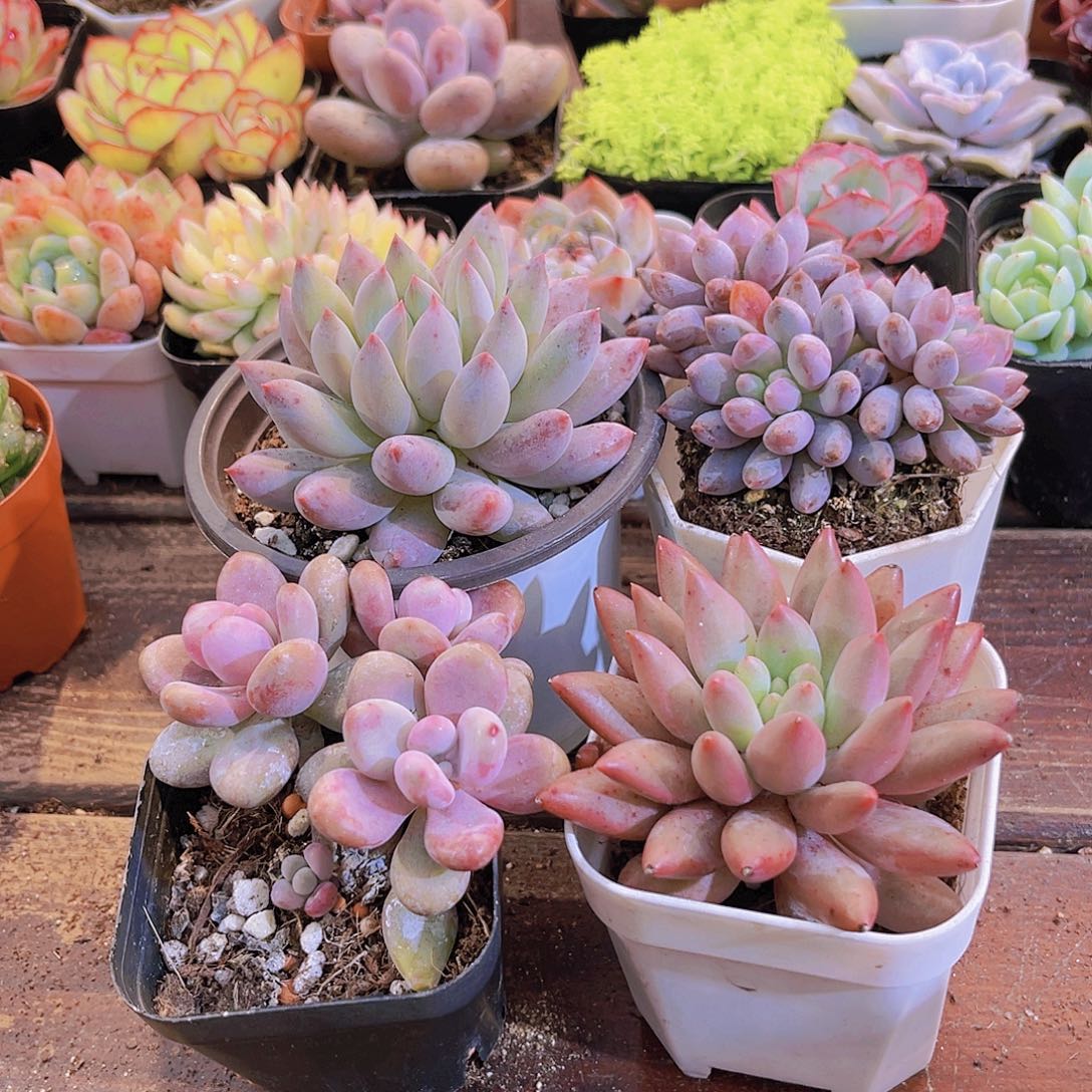 如图4盆111111111111