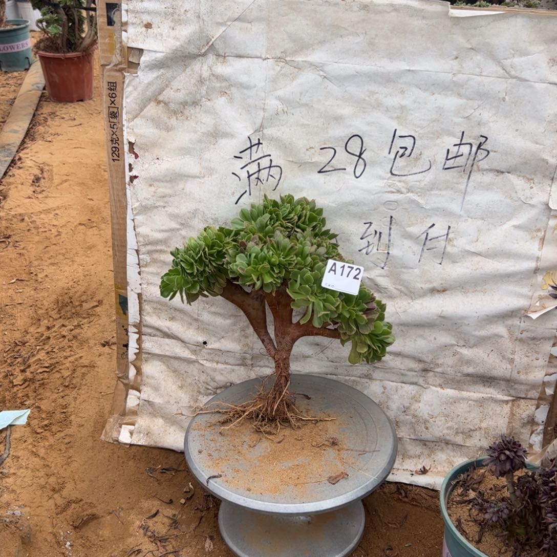 玫瑰缀172满28包邮