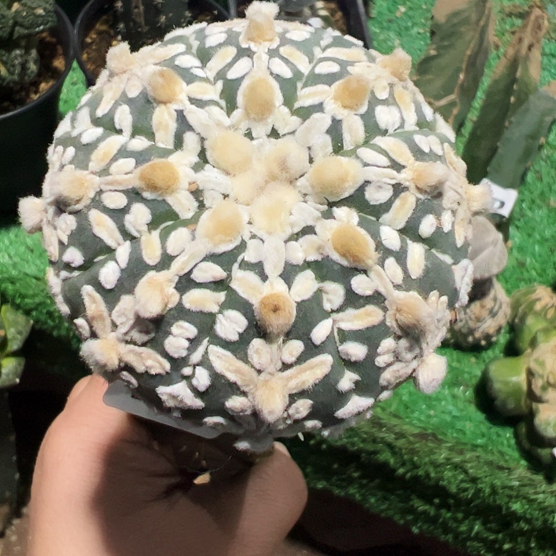 无花朵福利琉璃奇迹v兜185