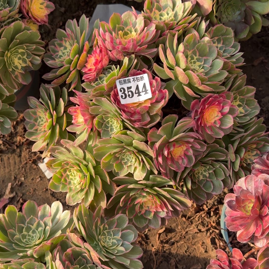 法师丘比特18-16 3544