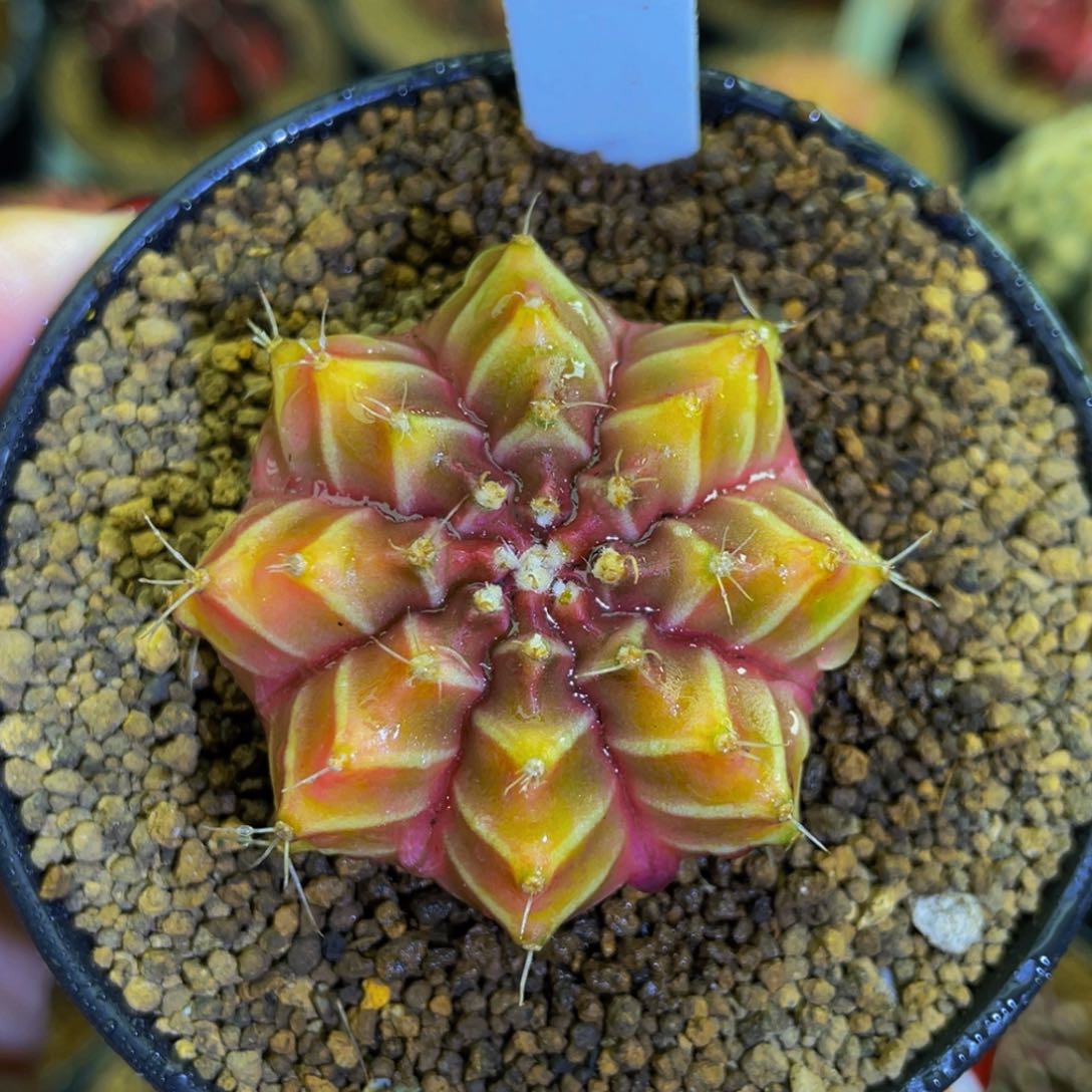 米哈星球0000000000018