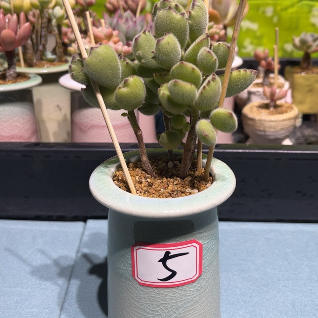5号一物一拍熊童子