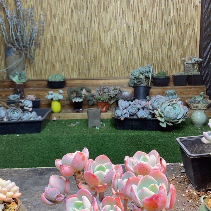 秋***白163号白月光多肉植物