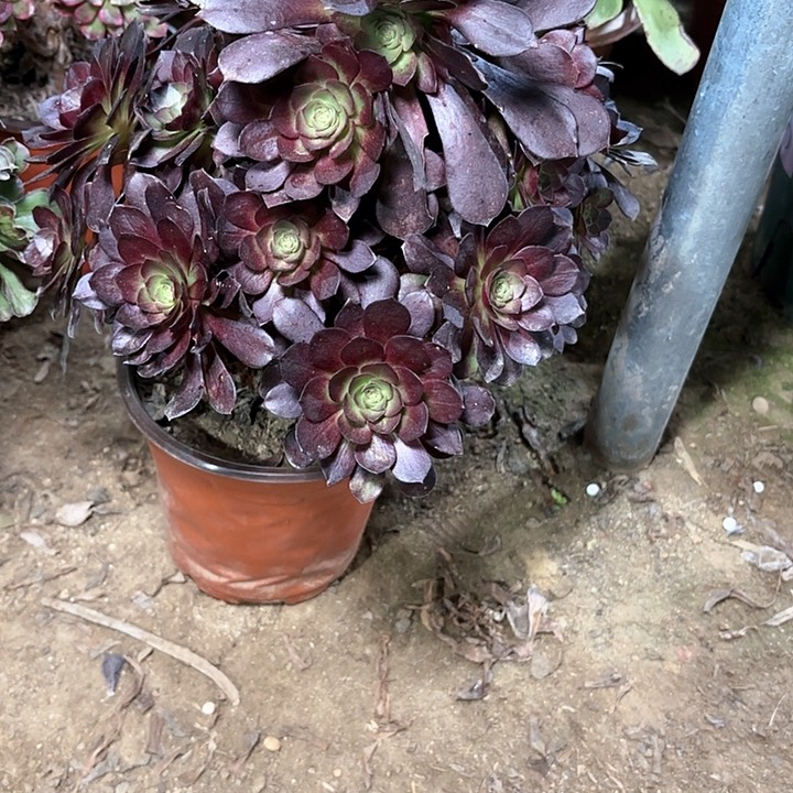 多肉植物赤焰莲40