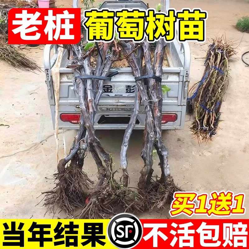 葡萄树苗阳光玫瑰蓝宝石庭阳台院种植果树带土盆栽南北方当年结果
