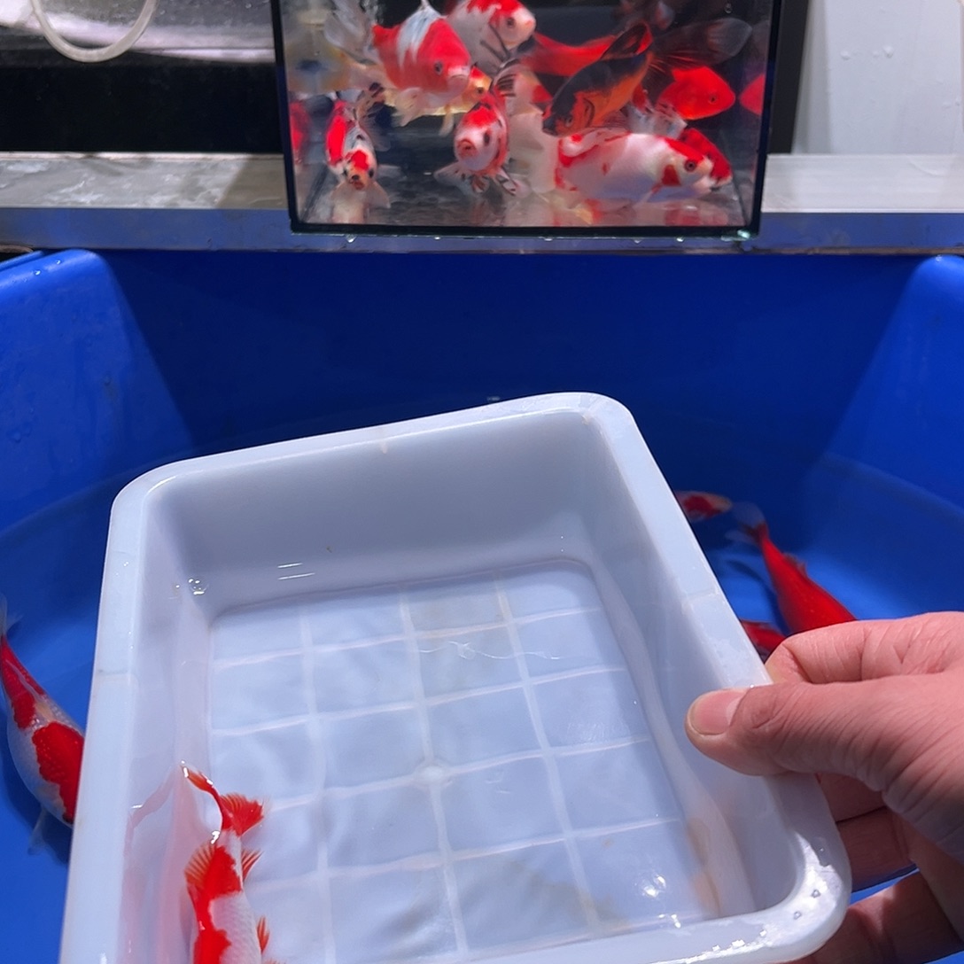 豪***然海水鱼观赏鱼福利多多啊