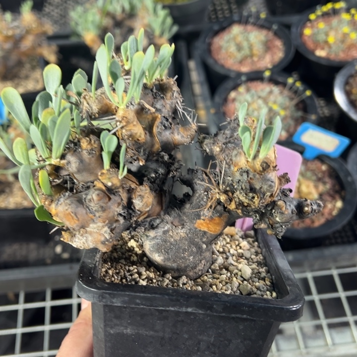 刺烛后盾菊多肉植物