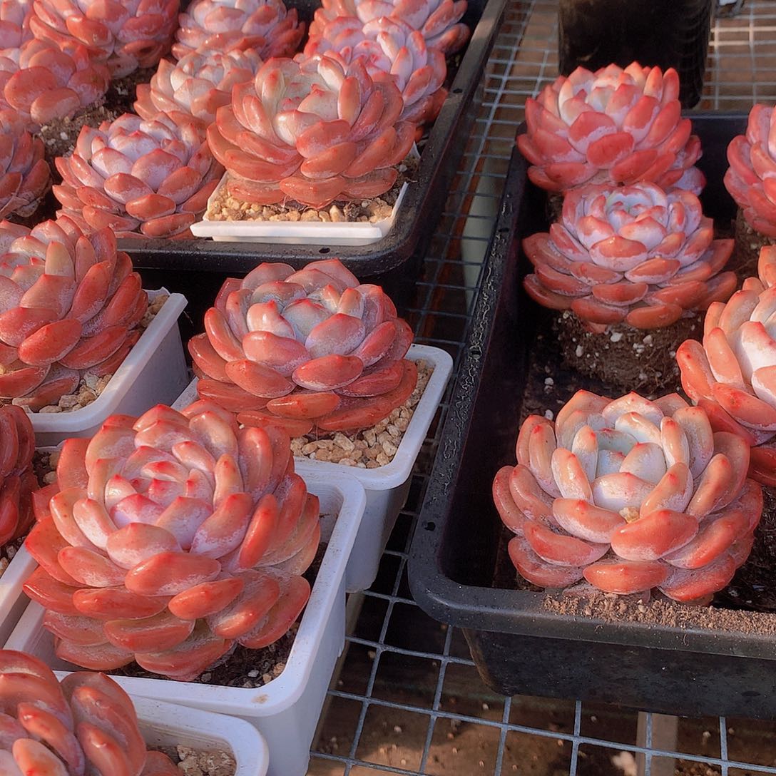 仙女橙45678899990000